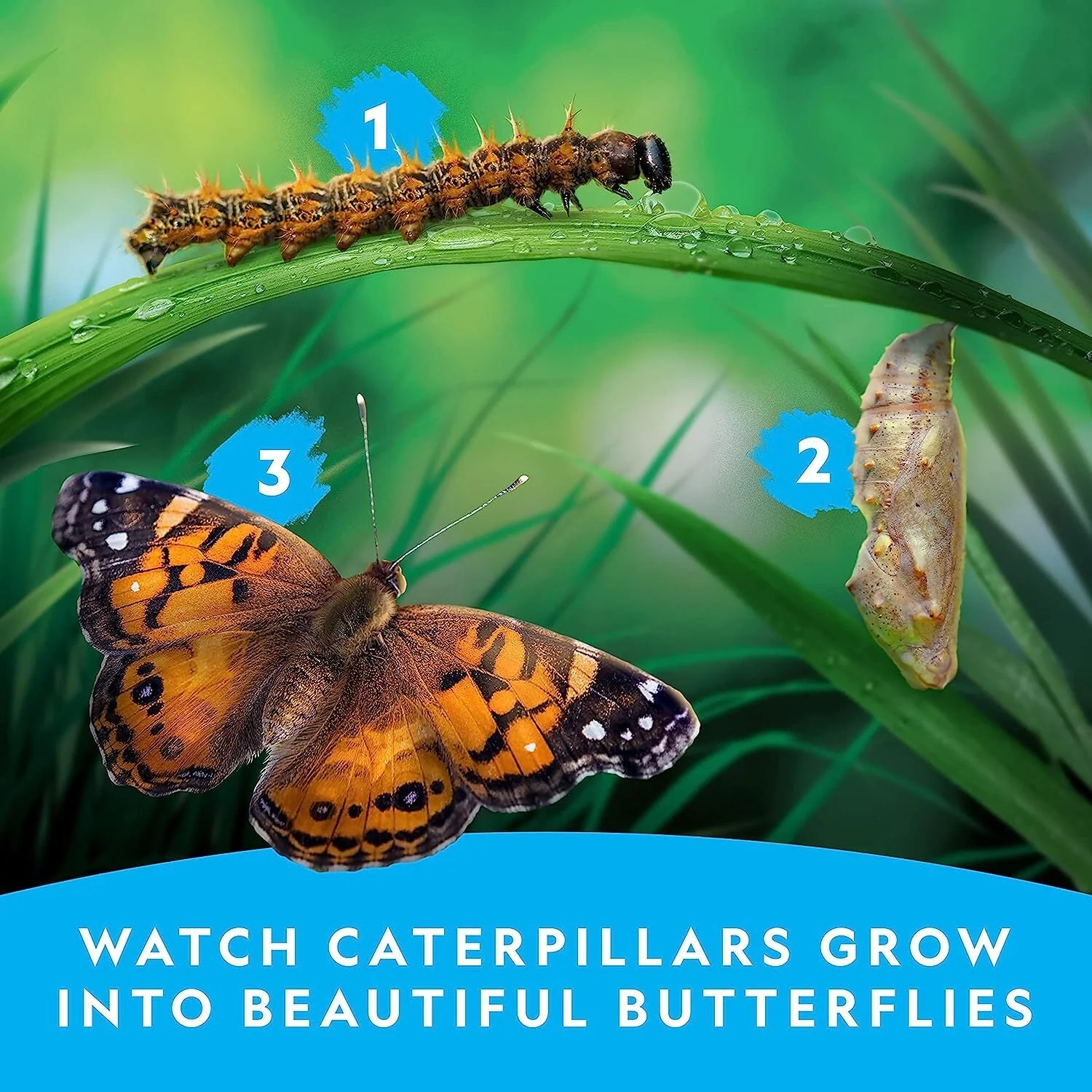 NATIONAL GEOGRAPHIC Caterpillar Growing Kit - Image 3