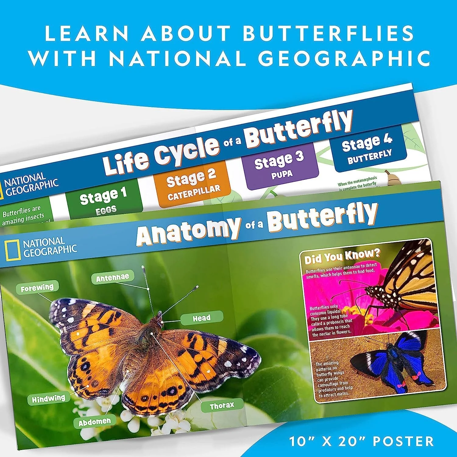 NATIONAL GEOGRAPHIC Caterpillar Growing Kit - Image 5